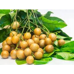 CÂY GIỐNG QUẤT HỒNG BÌ (Tặng kèm phân )