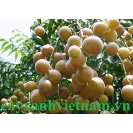 CÂY GIỐNG QUẤT HỒNG BÌ (Tặng kèm phân )