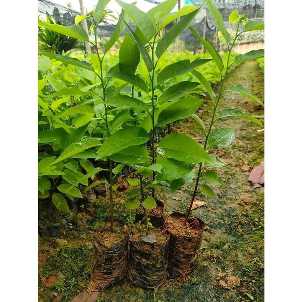 cấy giống na dai LÙN quả siêu to