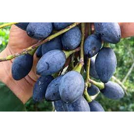 Giống cây trám đe nếp lùn siêu quả
