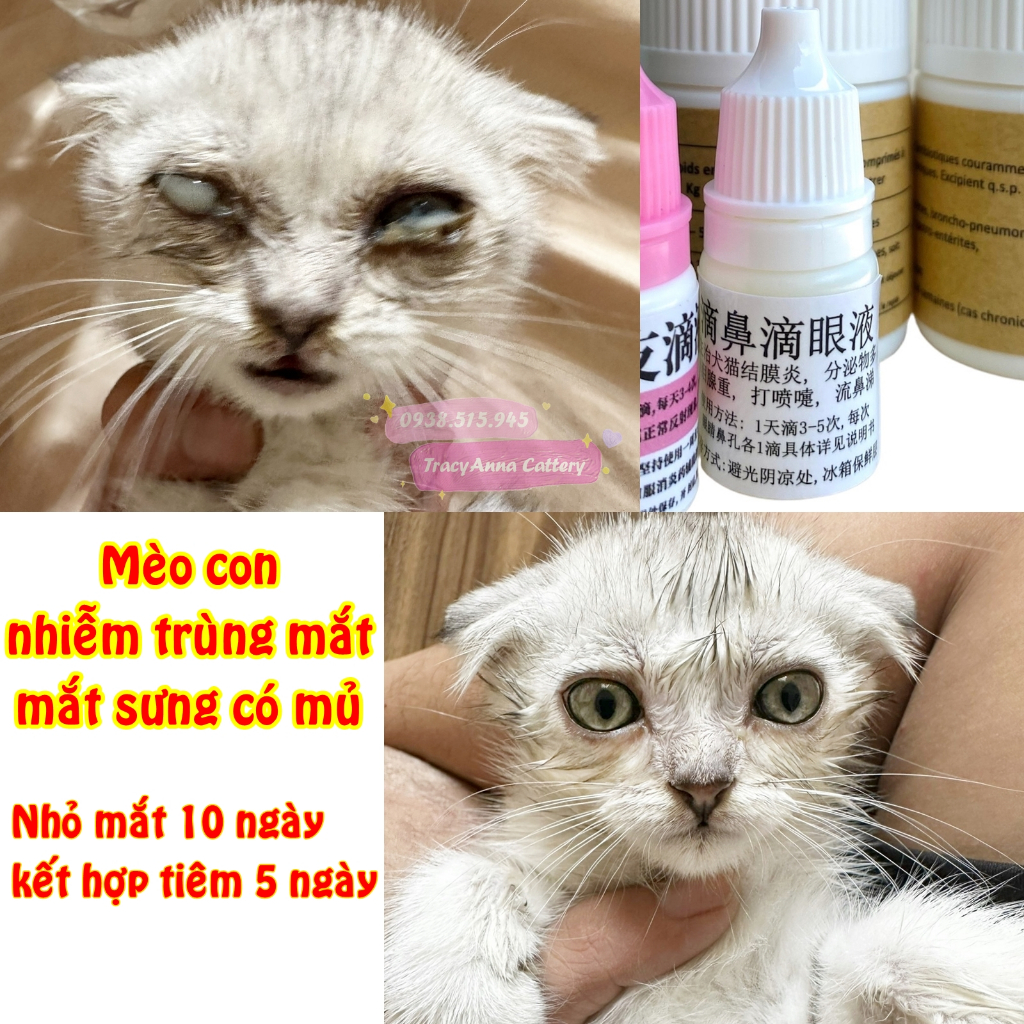 Hô hấp mãn tính mèo chó Nhỏ mũi nội địa Trung dành cho chó mèo bị nghẹt mũi sổ mũi Nhỏ mắt viêm kết mạc Herpes Calici