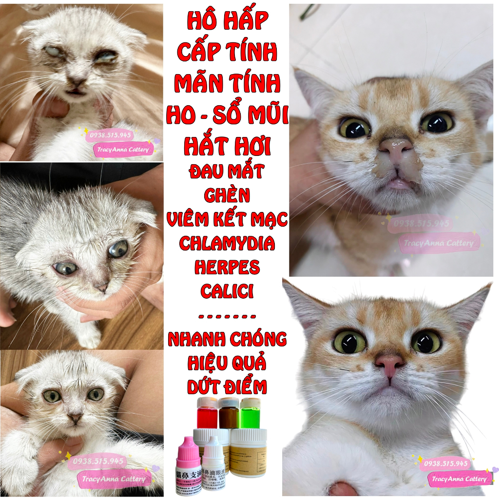 Hô hấp mãn tính mèo chó Nhỏ mũi nội địa Trung dành cho chó mèo bị nghẹt mũi sổ mũi Nhỏ mắt viêm kết mạc Herpes Calici