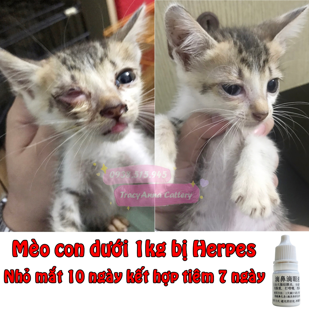 Hô hấp mãn tính mèo chó Nhỏ mũi nội địa Trung dành cho chó mèo bị nghẹt mũi sổ mũi Nhỏ mắt viêm kết mạc Herpes Calici
