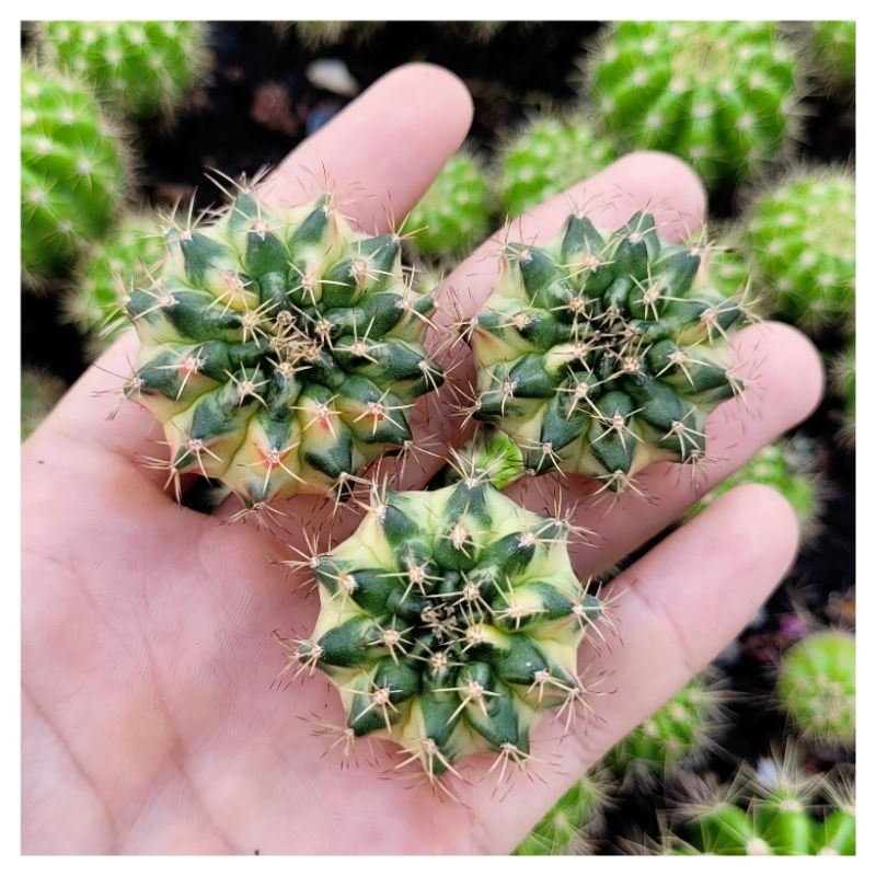 Xương rồng Gym lem Mable vàng xanh size từ 3cm đều đẹp như ảnh