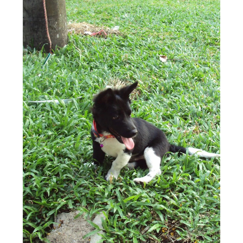 🌟 SONY DSC S930   một chiếc máy ảnh hoài cổ nhưng vẫn mang lại chất lượng hình ảnh tuyệt vời