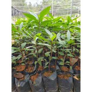 cây giống vối nếp