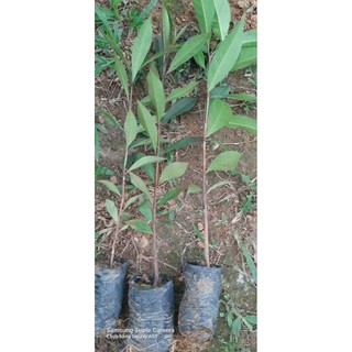 cây giống vối nếp