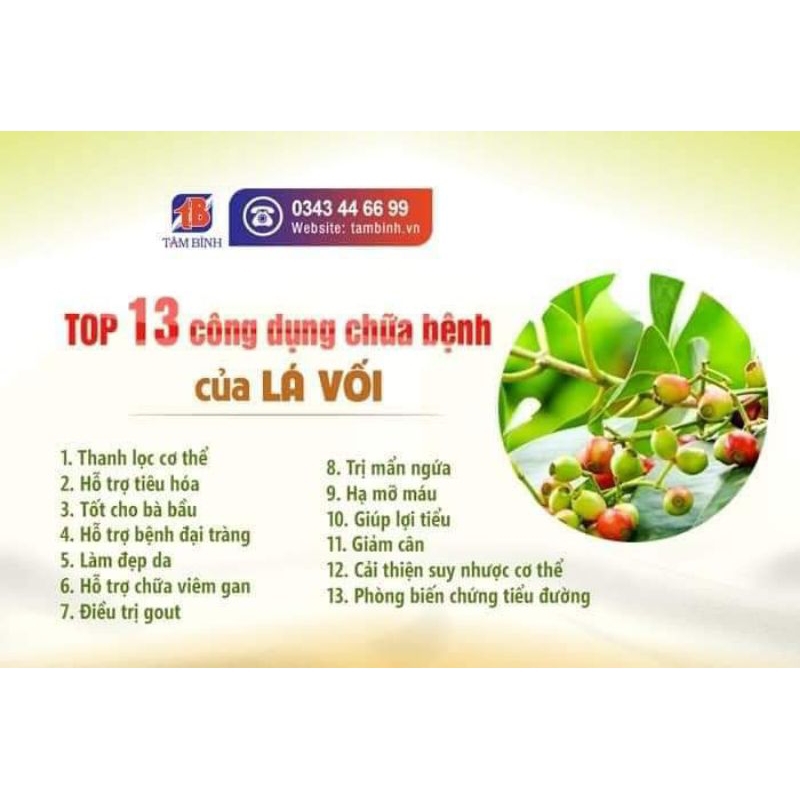 cây giống vối nếp