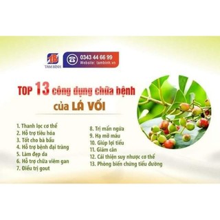 Cây giống vối nếp