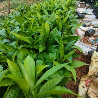 com bo 2 cay Giống  trứng gà(có bầu rễ ổn định chuẩn giống)