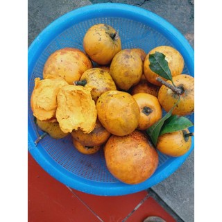 Cây giống trứng gà