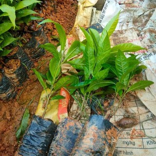 com bo 2 cay Giống  trứng gà(có bầu rễ ổn định chuẩn giống)