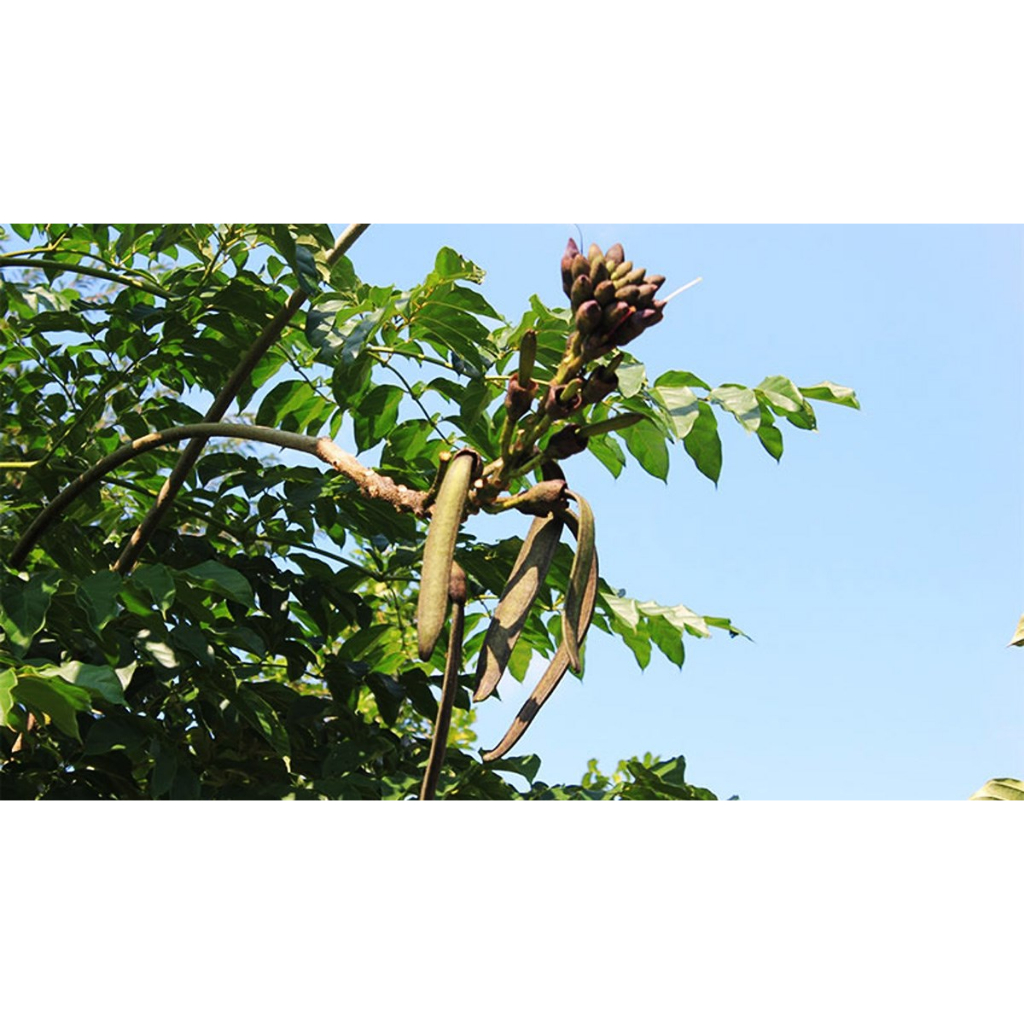 Cây giống núc nác rừng