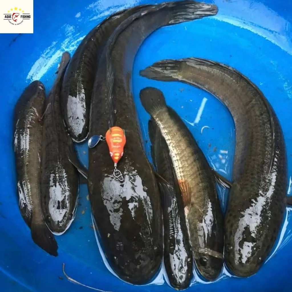 Nhái hơi F1 F2, mồi giả câu lure cá lóc size 3.8cm nặng 7g-10g chất lượng giá rẻ Aque fishing