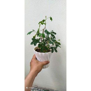Chậu + cây xấu hổ hay còn gọi cây trinh nữ mắc cỡ như ảnh video