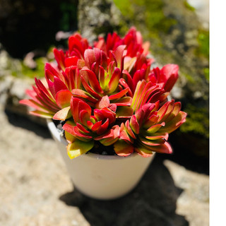 Sen đá tứ phương sen đá phương anh size 4-6cm, cây cảnh trang trí nhà cửa sân vườn