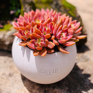 Sen đá đá đỏ sen đá phương anh size 2.5-4cm, cây cảnh để bàn , lỗi 1 đổi 1