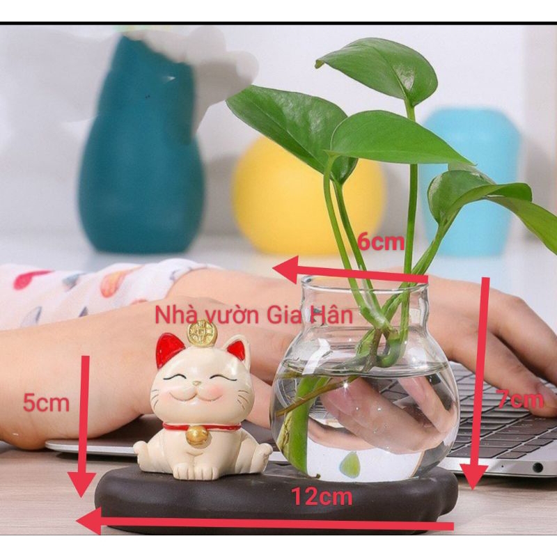 Chậu trồng cây thủy sinh mèo thần tài+ bình(tặng cây)