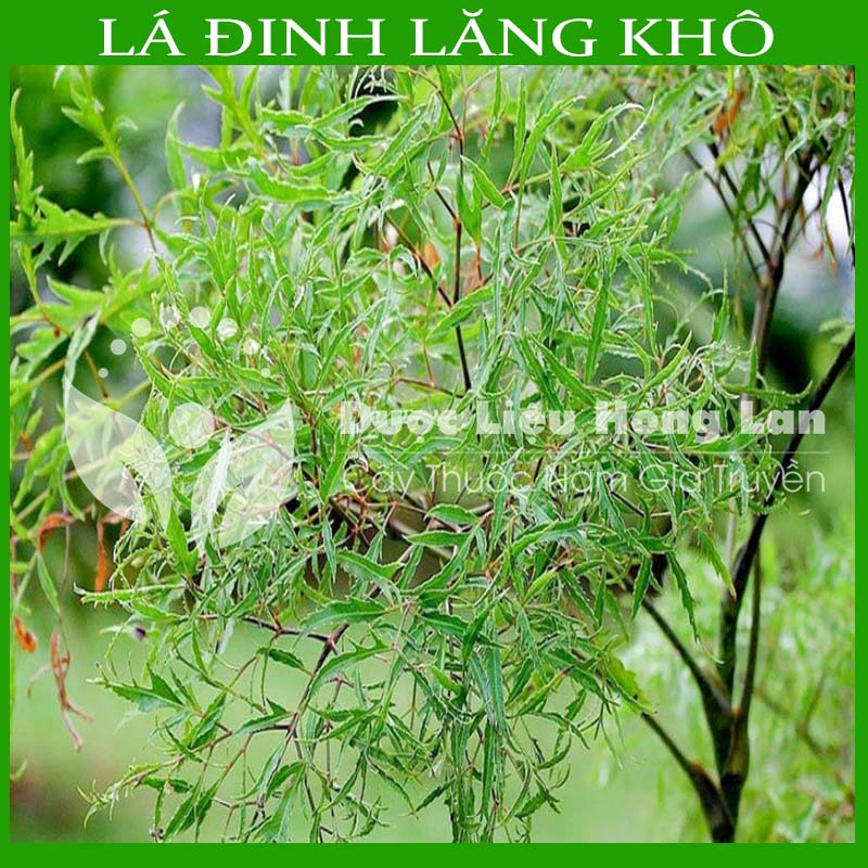 Thảo dược LÁ ĐINH LĂNG khô loại 1 đóng gói 500gram - congtyduoclieuhonglan
