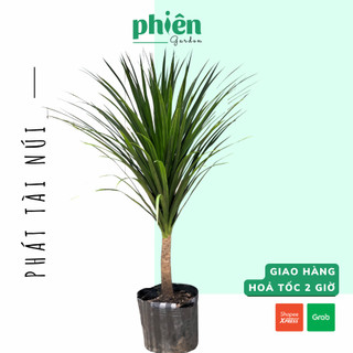 Cây Phát Tài Núi kèm chậu gốm tráng men, Cây phát tài nội thất đẹp