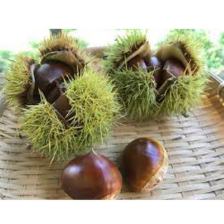 HẠT DẺ NHẬT BẢN