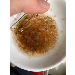 🦐🐠 Artemia Sinh Khối Cho cá ăn ngay.