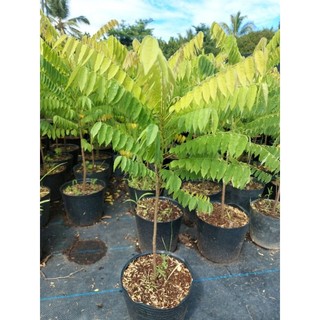 Cây khế tàu (cây cao khoảng 40- 50cm)