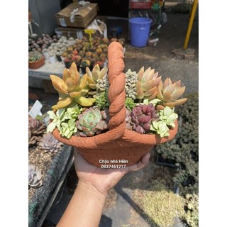 Chậu đất nung - chậu giỏ hoa lớn