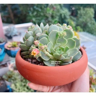 Chậu đất nung - chậu bonsai mini miệng 9.5, cao 4