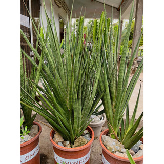 Sansevieria Prince Crown