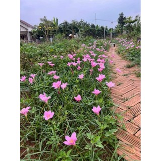 combo 5củ Huệ mưa hồng khủng