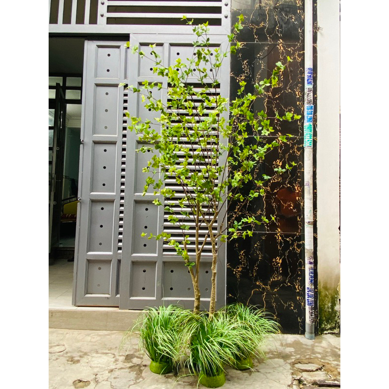 Cây thạch nam giả 2m