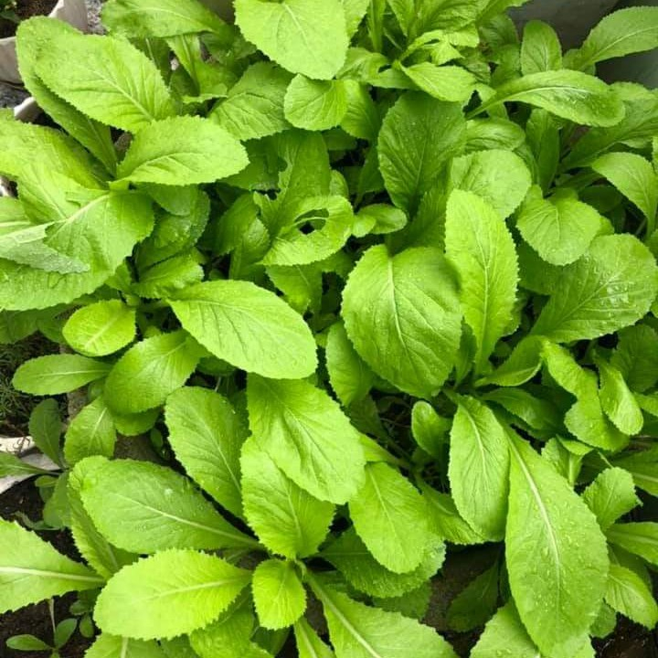 Hạt giống cải bẹ xanh ăn non - gói 20 gam