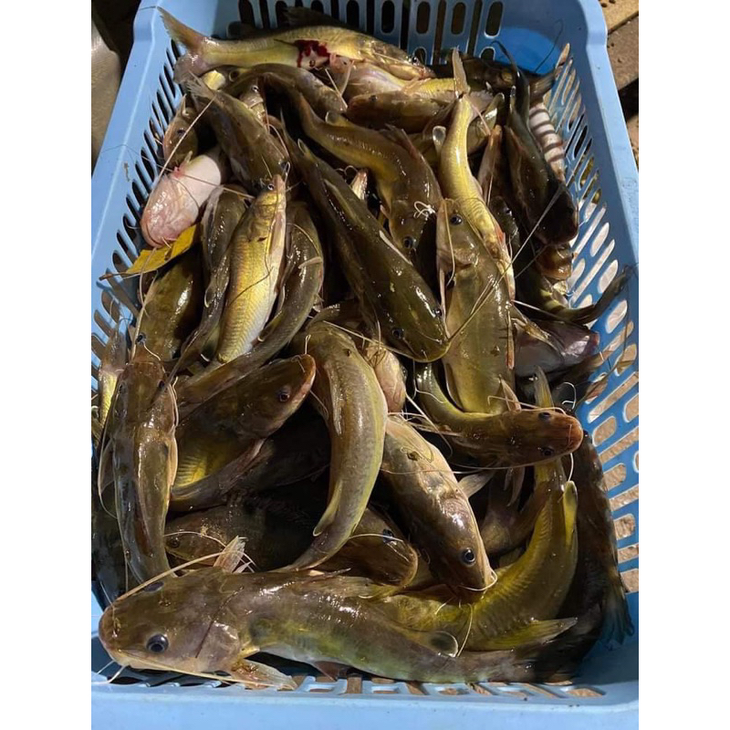 MỒI CÂU CÁ LĂNG HỦ 500gr