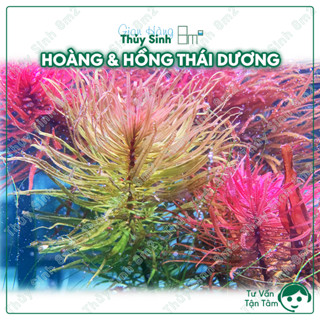  Hồng Thái Dương & Hoàng Thái Dương | Cây Thủy Sinh Hậu Cảnh Cắt Cắm | 8m2 
