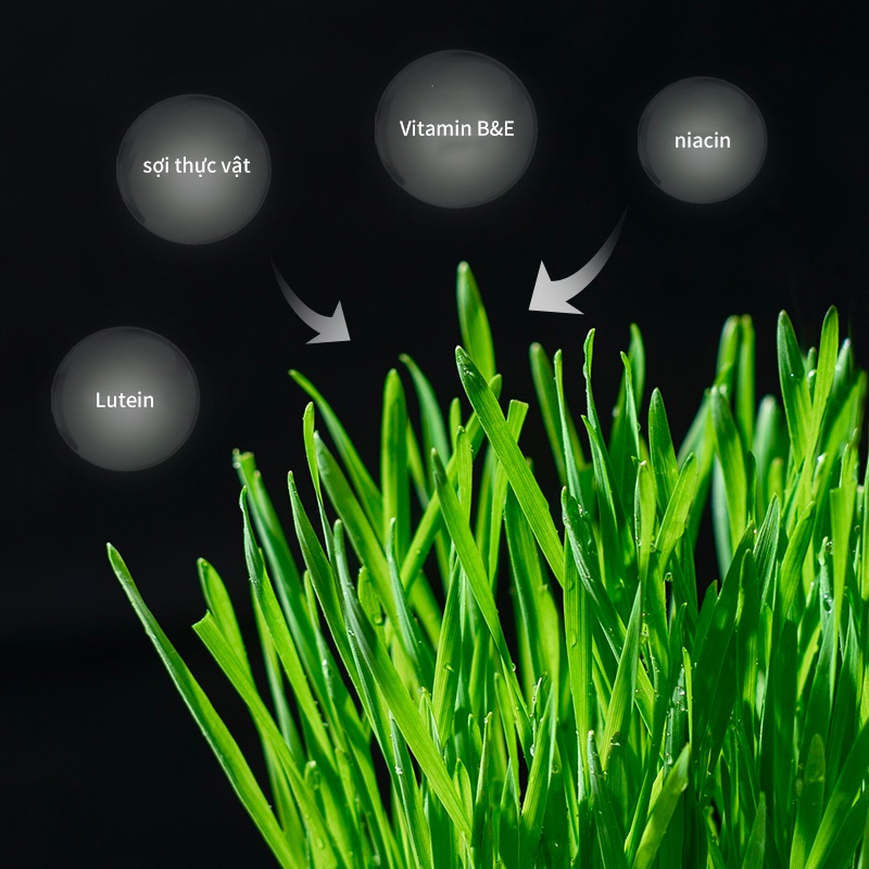 Hạt Giống Cỏ Mèo + Hộp Trồng