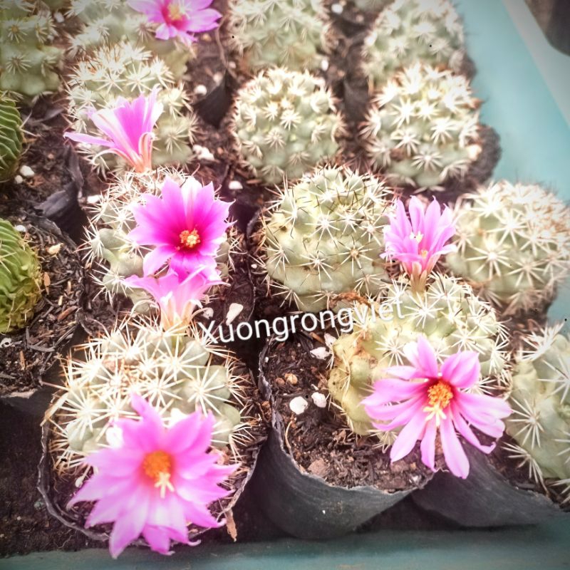 Xương rồng Mammi Schumani size 4-5cm, Sẵn nụ, Cây và Hoa đều rất đẹp!