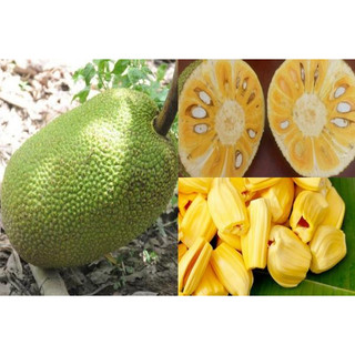 Cây giống mít dai