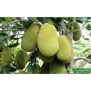 Cây giống mít dai (cây mít dai ta)