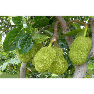 Cây giống mít dai (cây mít dai ta)