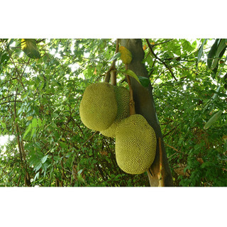 Cây giống mít dai (cây mít dai ta)