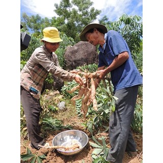 Bột củ khoai mì
