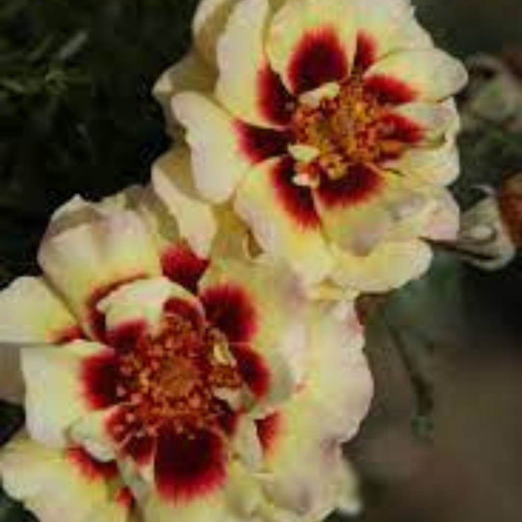 Hoa hồng Sunset Babylon Eyes Rose- Loại Hồng Ngoại Đặc Sắc