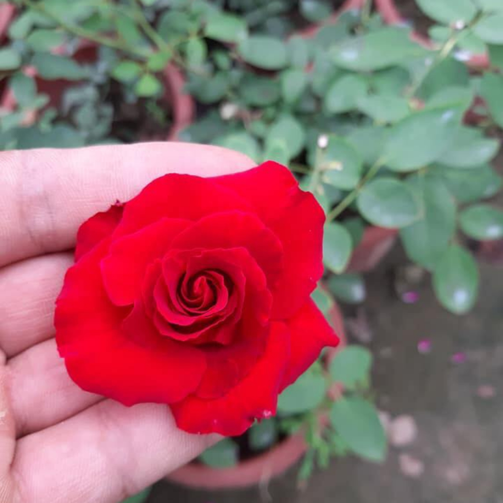 Hồng leo rũ Red Cascade cô nàng đỏ quyến rũ mới nổi-Siêu Đẹp