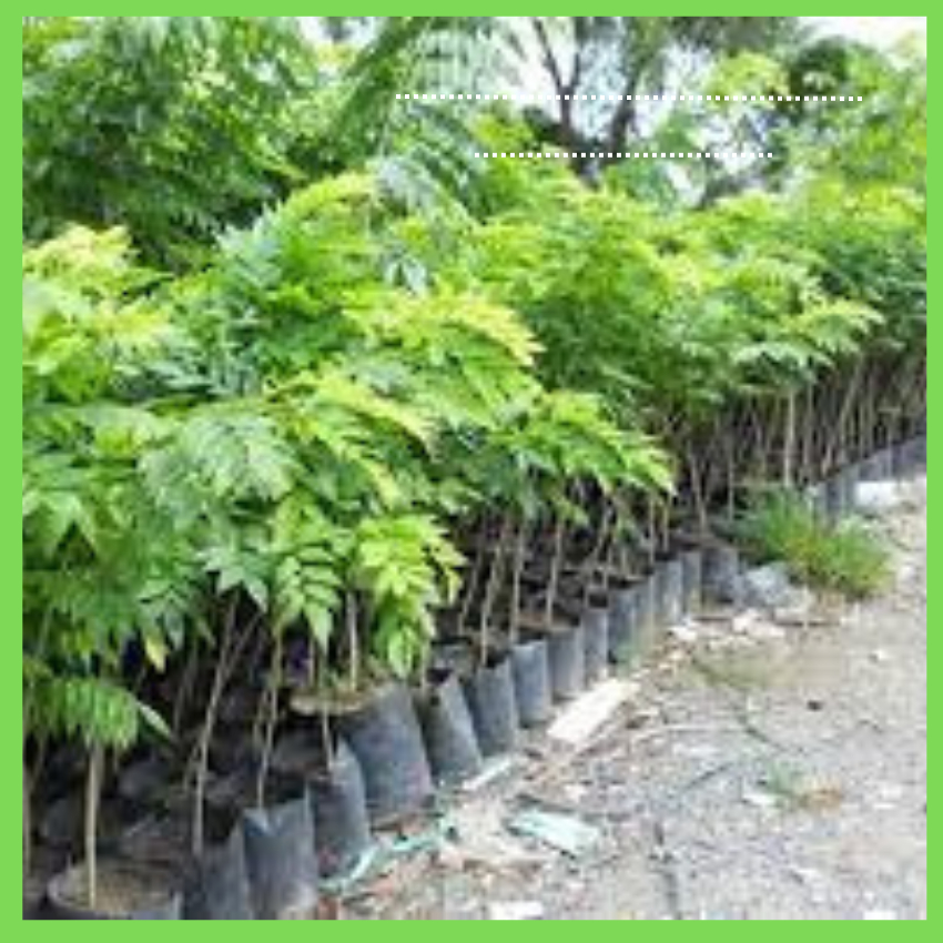 Cây sấu giống CHÙM