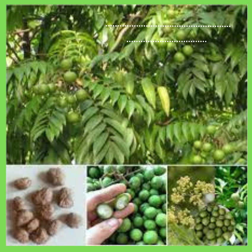 Cây sấu giống CHÙM