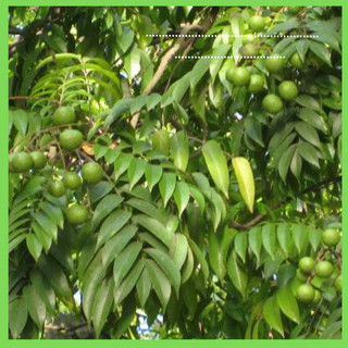 Cây sấu giống chùm