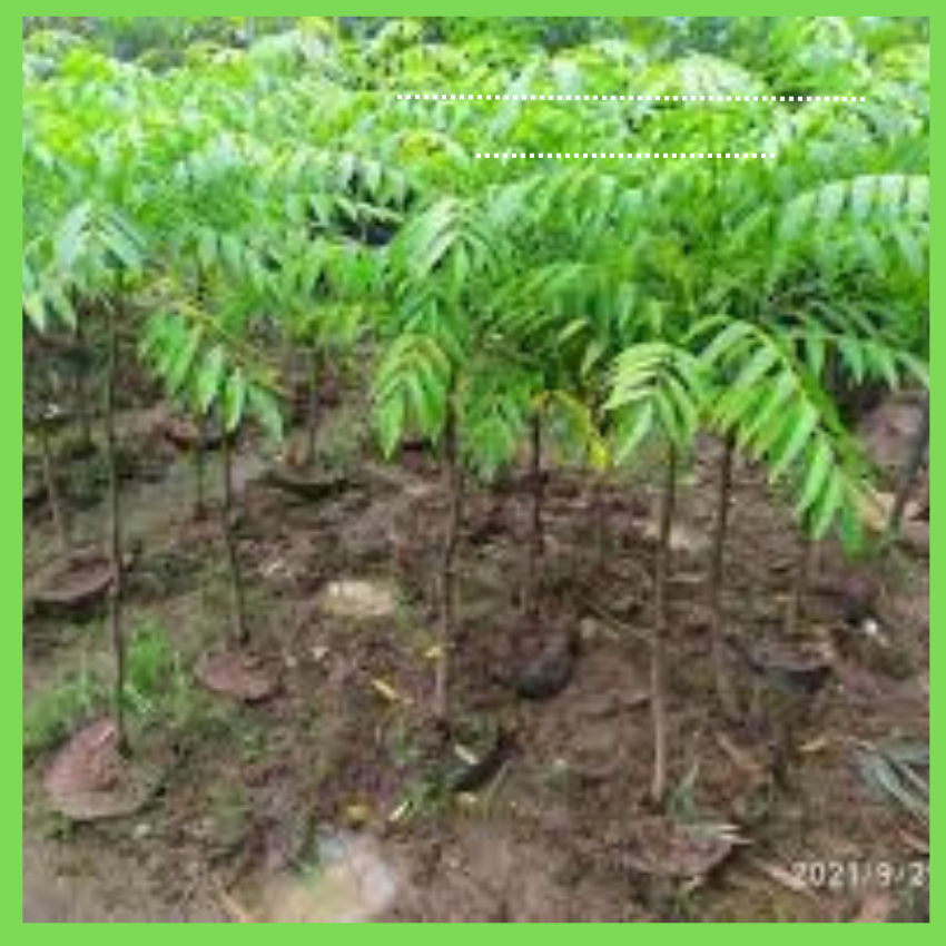 Cây sấu giống CHÙM