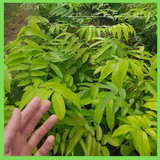 cây sấu giống CHÙM (cây khỏe nhanh có trái)