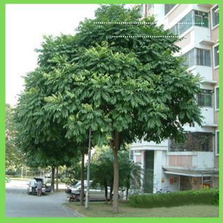 cây sấu giống CHÙM (cây khỏe nhanh có trái)